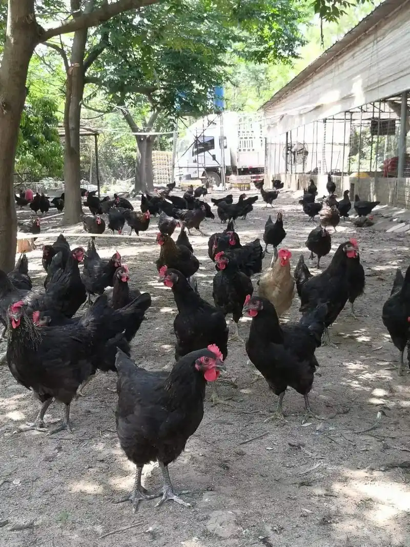 黑凤鸡项均重3.78斤,价钱优惠特价6.5元/斤,还有一千多 - 抖音