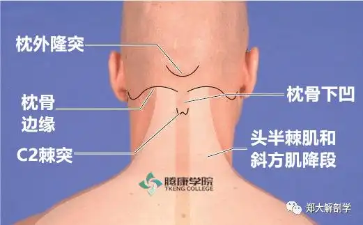 干货分享如何准确定位颈椎