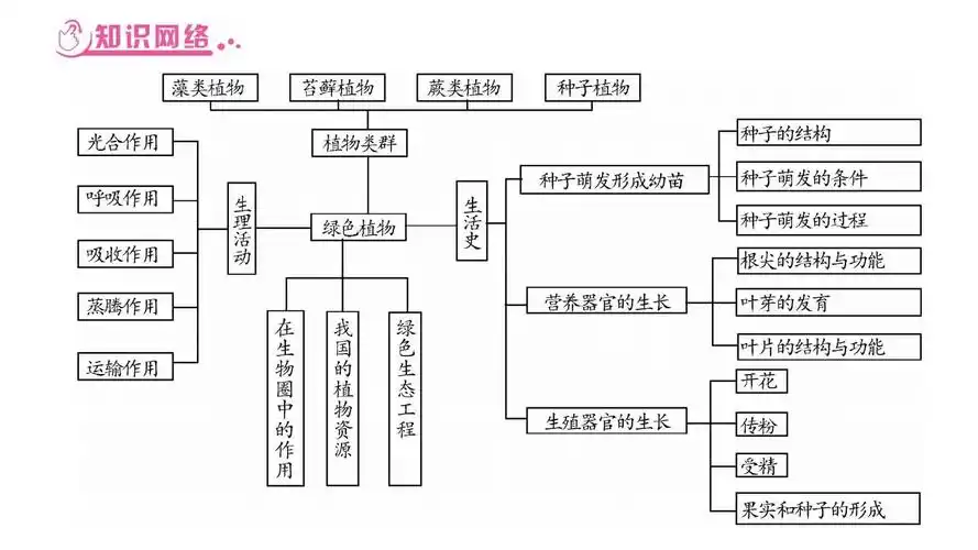 北师大版中考生物复习课件专题2 生物圈中的绿色植物 (共42张ppt)答案