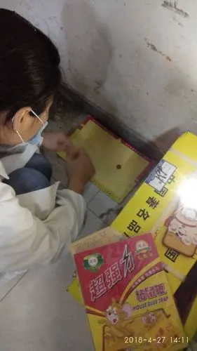 室内放置粘鼠板