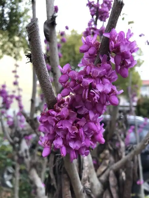 毛豆花:  紫色的好漂亮.