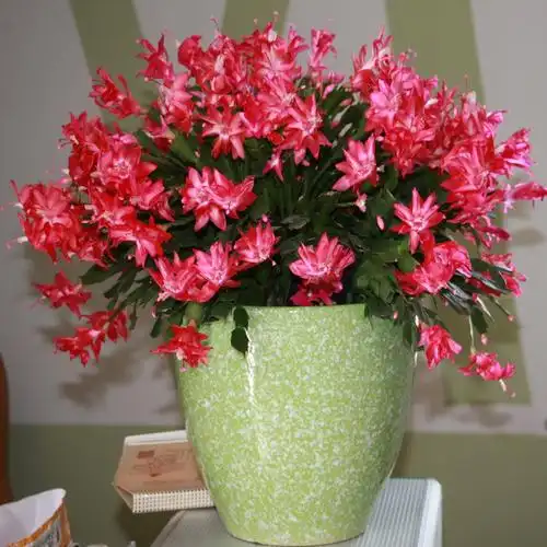 进口雷神红色蟹爪兰老桩大盆盆栽室内阳台花卉多肉植物