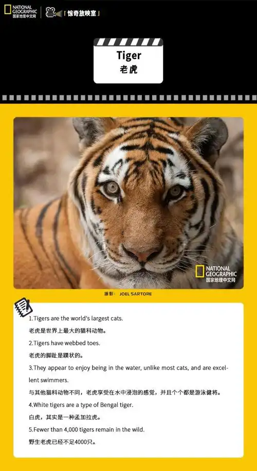 英文视频:老虎丨tigers