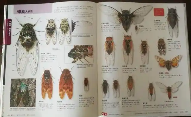 日本原版销量200万科普图鉴,带娃探索妙趣横生的昆虫世界