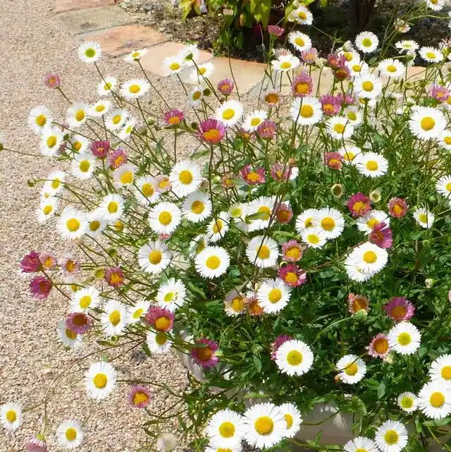 墨西哥飞蓬草,宿根花境里高颜值,低维护植物