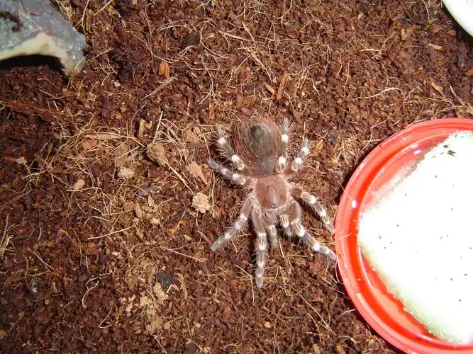 新入手白七1只 1个小问题 - 蜘蛛专版 - 爬行天下 - powered by