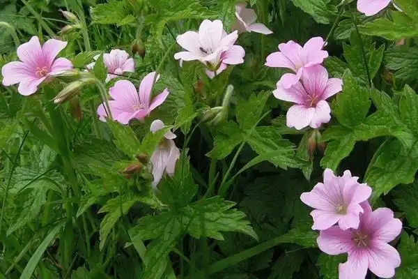 老鹳草图片大全 老鹳草产地在哪里