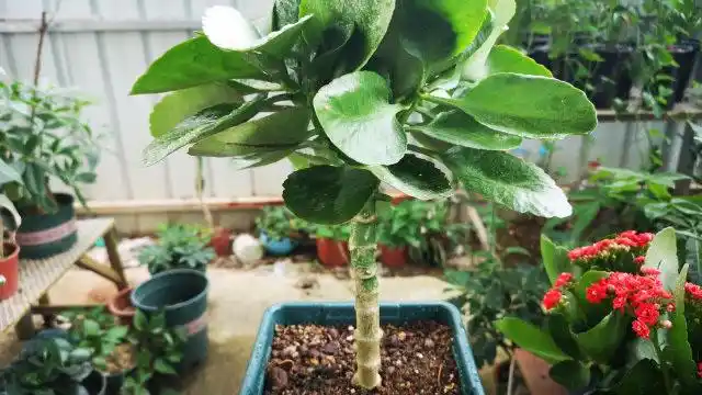 养长寿花,施肥用"双管齐下"法,迅速长成大老桩"棒棒糖"