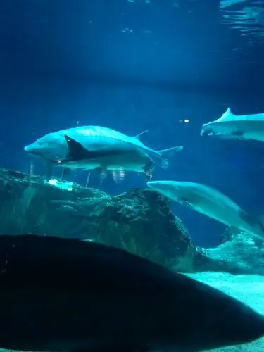 二郎的暑假之北京动物园海洋馆