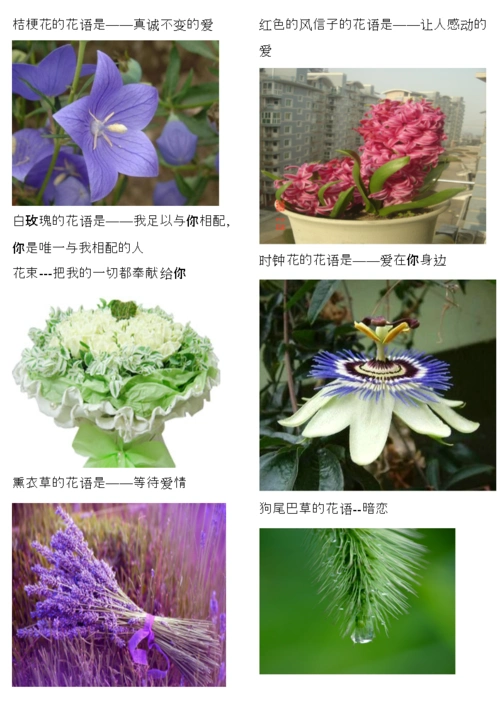 常见鲜花花语(含图片).doc