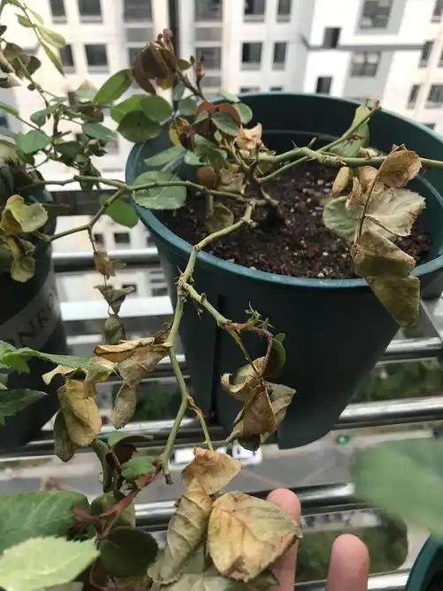 月季疑难杂症,莫名其妙干枯,原因竟是这个?