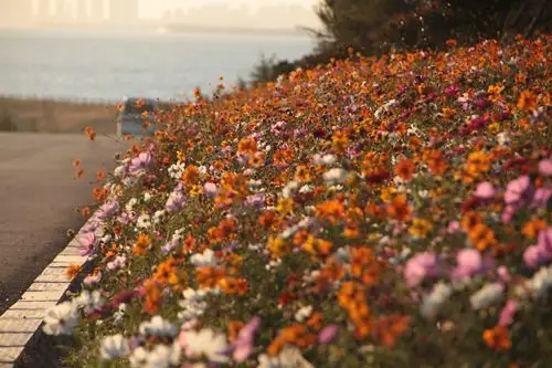 青岛海边现最美鲜花小道五颜六色的野花延绵数百米