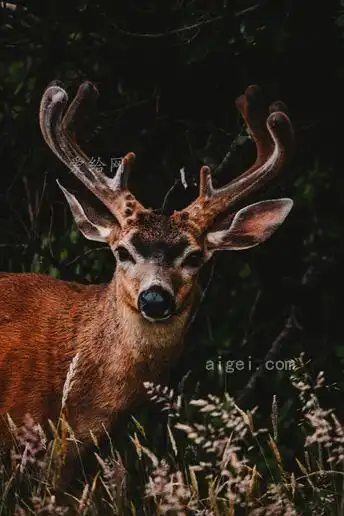 中棕色驯鹿的浅焦摄影(shallow focus photography of brown reindeer