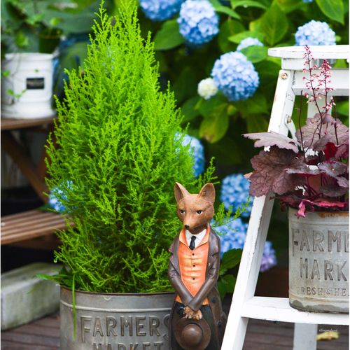 暖暖半岛 香冠柏 圣诞树金冠柏盆栽盆桌面盆栽教师节活动观叶植物