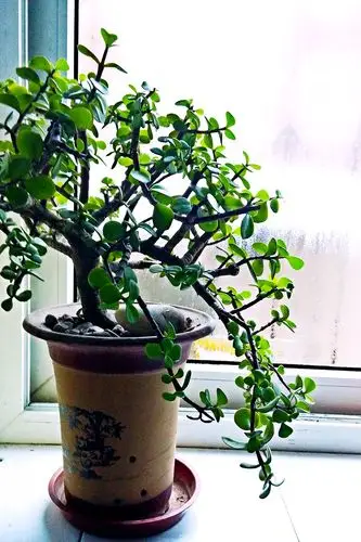 窗台上的金枝玉叶
