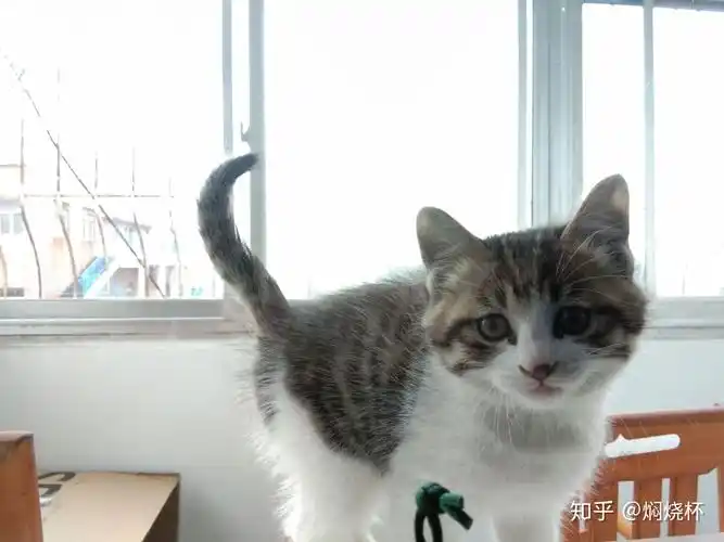 养一只狸花加白猫是什么体验?