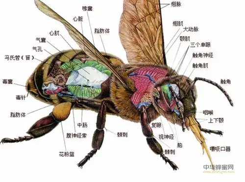 蜜蜂 生殖系统 贮精囊 射精管 阴茎 睾丸 阴道