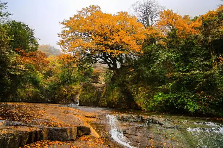 云南小草坝国家级原始森林保护区