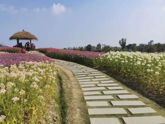 杭州余杭径山花海