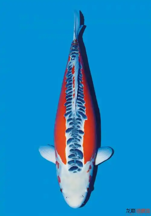 继续放毒|五十多张极品锦鲤 各有惊艳 美不胜收