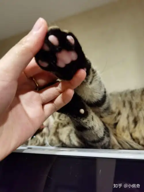 为什么猫爪子会从黑色变粉色? - 知乎