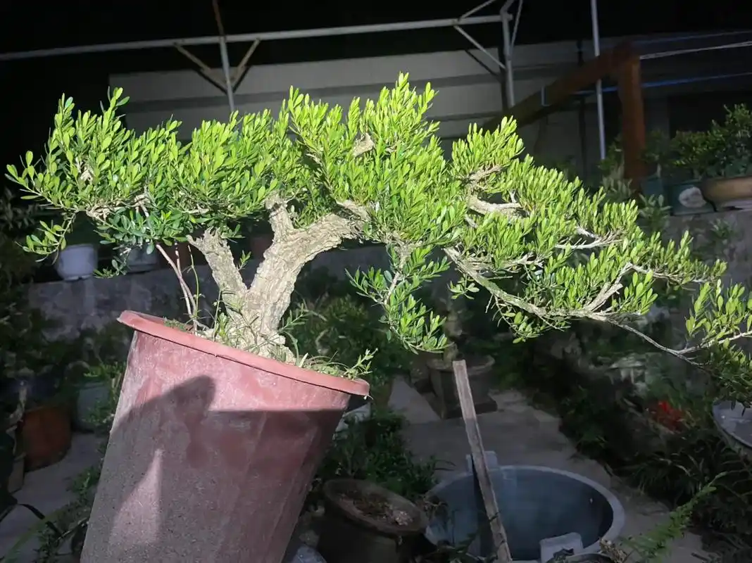 临水黄杨#雀舌黄杨盆景 #岭南盆景 #养花人的乐趣 - 抖音