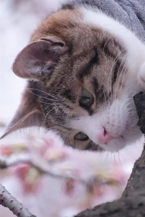 壁纸 猫在树上,春天,花 2560x1600 hd 高清壁纸, 图片, 照片