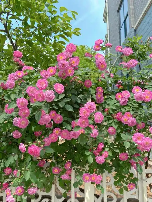 在四月盛开的蔷薇花