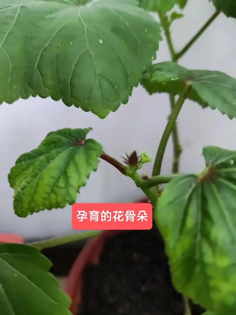 记录秋葵的成长.从种下种子,到结出果子,亲手栽培,乐趣在其中 - 抖音