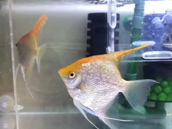 神仙鱼燕鱼怎么分公母