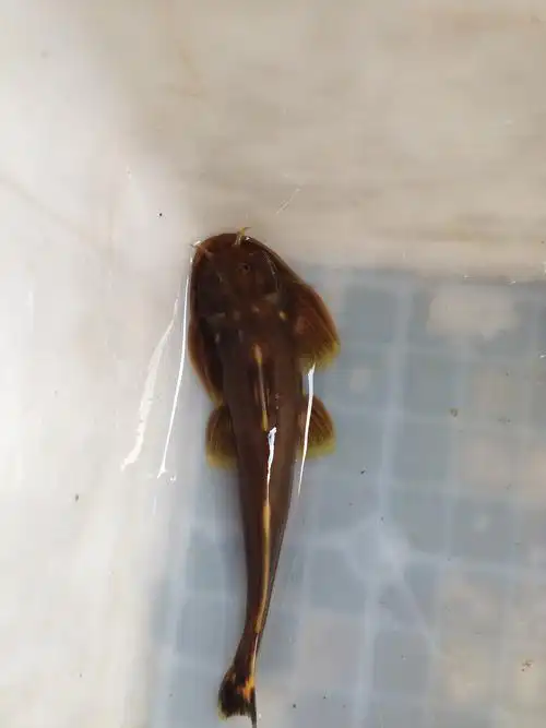 环洲河鲜野生鱼系列