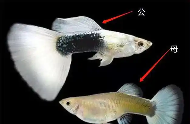 1,在体形上,雄性金鱼一般体形略长,雌性金鱼身体较短且圆,且怀卵期