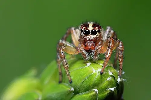 昆虫类:东北野外跳蛛