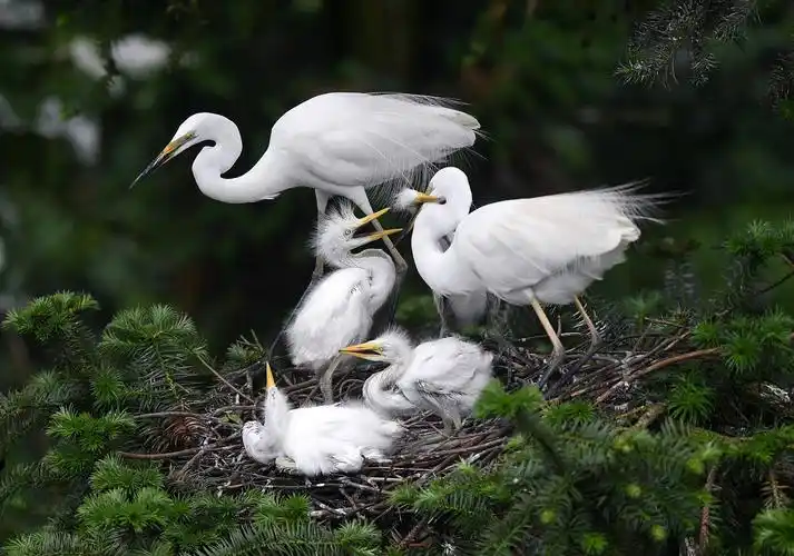 鄱阳湖畔白鹭进入孵化哺育旺季