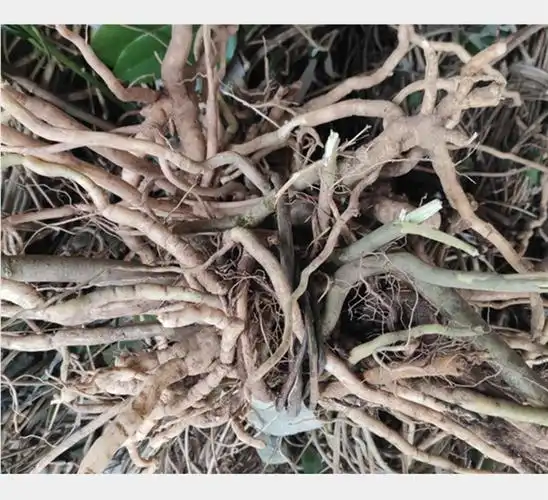 夜之君观音串 倒吊黄根 纯根 黄花倒水莲倒吊王根农村采挖500克干品