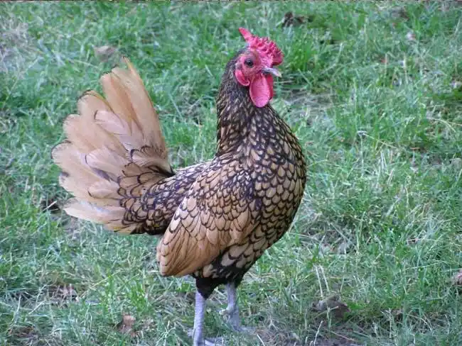 云南观赏鸡|云南珍禽养殖