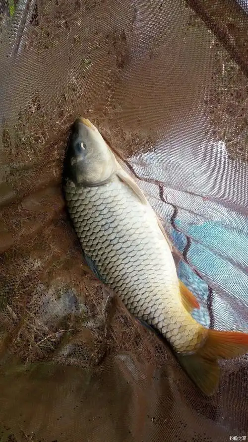 小晒鱼获,最近两次 老鬼饵料钓鲤鱼