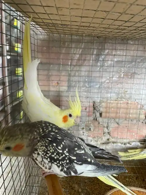 新出的几只颜值小美女,爱了爱了#玄凤  #玄凤鹦鹉