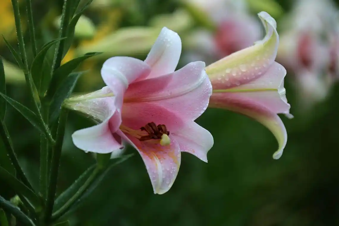 香水百合——纯洁,高贵的一种花,太好看了