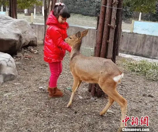 华东首次引进东北野生狍子君空降常州展萌态