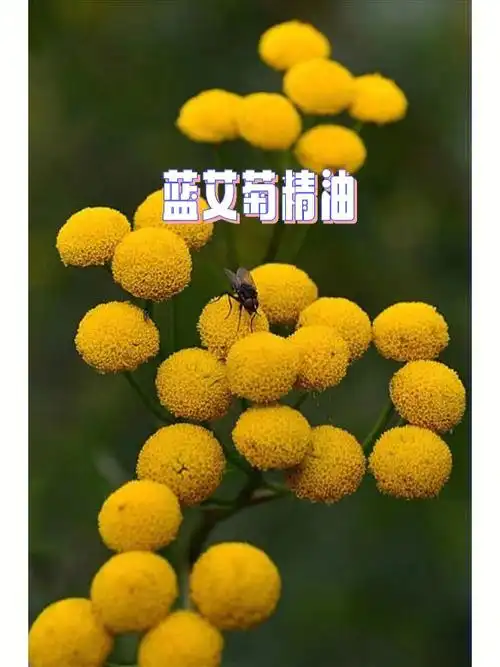 每日精油蓝艾菊温文尔雅的守护之花