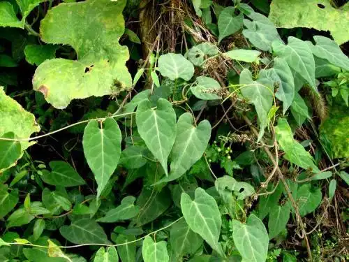 野生何首乌图片