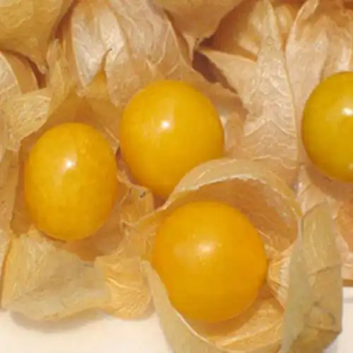 东北特产姑娘谷鸟姑鸟新鲜水果洋姑娘红菇茑灯笼果大姑娘5斤包邮