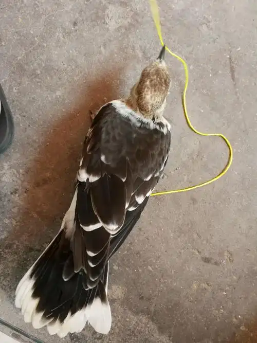 出只花鹩哥,38纸,快来