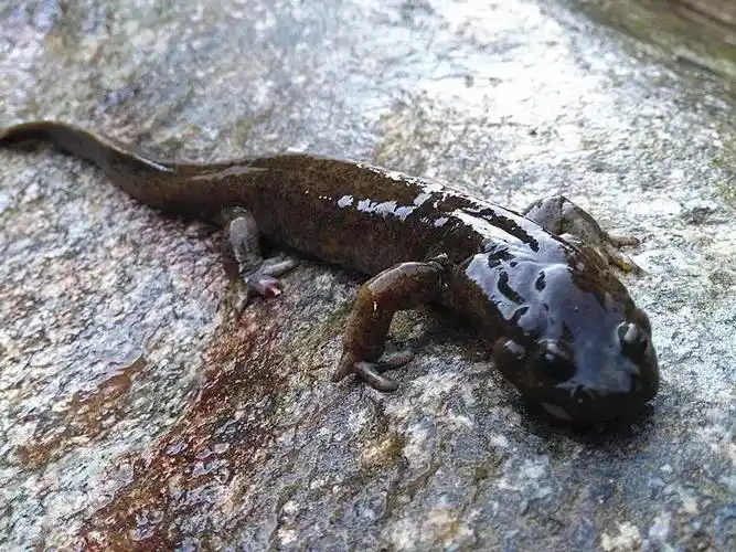 形态特征濒危en陕西省重点保护水生野生动物保护等级:中国特有物种分
