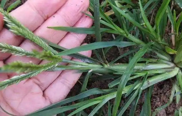 让人头疼的恶性杂草牛筋草,该怎么去除?试试这几个方法