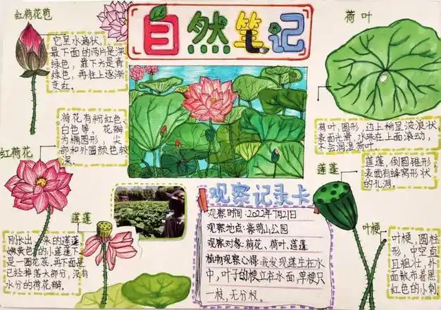 展播美丽中国我是行动者2022年青少年自然笔记征集活动优秀作品第五期