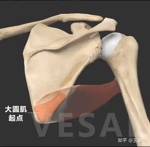 那些被我们忽略的小肌肉系列之大圆肌