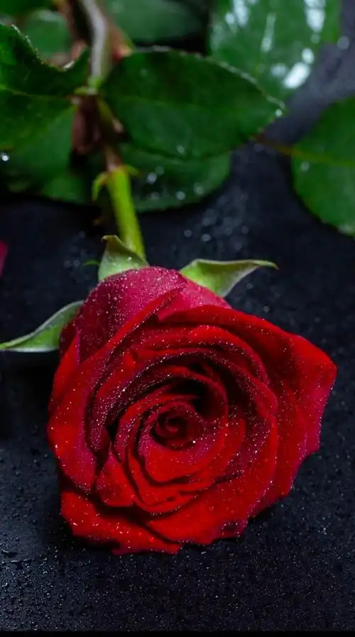 玫瑰花送谁都浪漫送你不稀遗憾