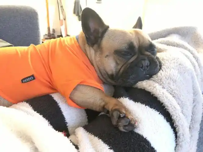 lockdown在家呆的不仅人无聊狗也无聊